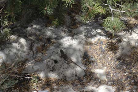 Grand Canyon - 04